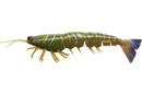 Irukandji Mega Prawn Lures