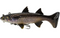 Panic Station The Mullet Soft Plastic Fishing Lures