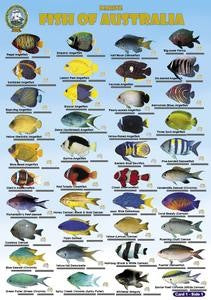 Waterproof Field Guide Marine Fish Of Australia - Top 400 Species
