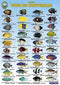 Waterproof Field Guide Marine Fish Of Australia - Top 400 Species